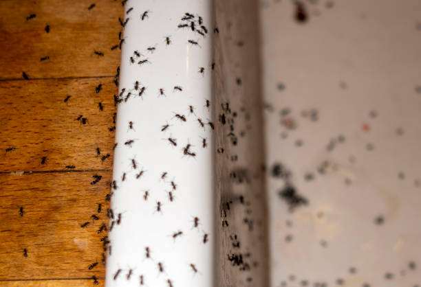 Best Local Pest Control Services  in Hideo, UT